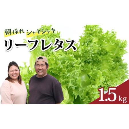 ふるさと納税 レタス 1.5kg リーフレタス 高知産 フリルレタス 高知県宿毛市