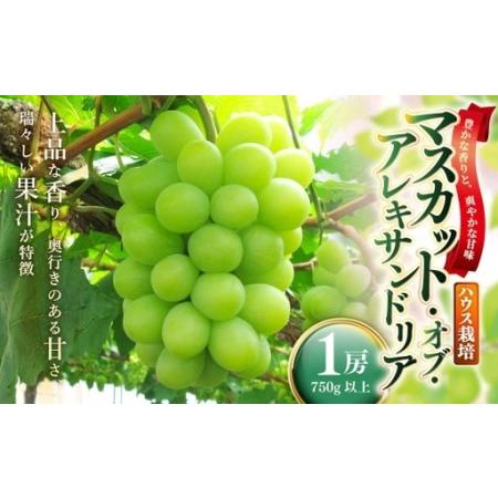 ふるさと納税 岡山県産 マスカットオブアレキサンドリア 1房 ( 750g以上 ) ハウス栽培 マスカット 果汁 くだもの 果物 果実 フルーツ ぶどう .. 岡山県美咲町