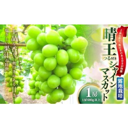 ふるさと納税 晴王 つる付きシャインマスカット 1房 ( 680g以上 ) 露地栽培 つる付き シャインマスカット 甘味 食感 くだもの 果物 果実 フル.. 岡山県美咲町