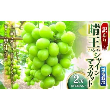 ふるさと納税 訳あり 晴王 つる付きシャインマスカット 2房 ( 1房 530g以上 ) 露地栽培 シャインマスカット マスカット つる付き くだもの 果.. 岡山県美咲町
