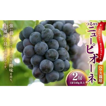 ふるさと納税 つる付きニューピオーネ 2房 ( 1房 540g以上 ) ハウス栽培 ニューピオーネ つる付き 果物 くだもの 果実 フルーツ 葡萄 ぶどう .. 岡山県美咲町