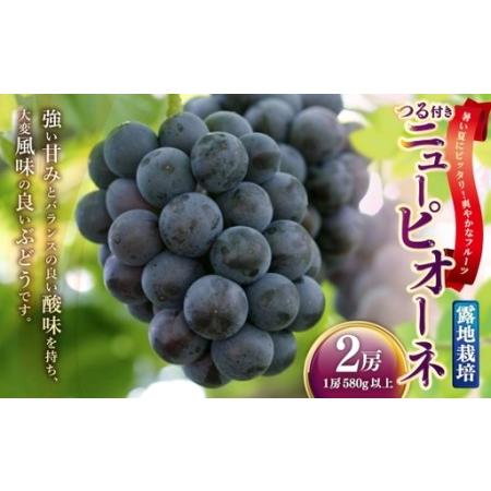 ふるさと納税 つる付きニューピオーネ 2房 ( 1房 580g以上 ) 露地栽培 ニューピオーネ つる付き 果物 くだもの 果実 フルーツ 葡萄 ぶどう ブ.. 岡山県美咲町