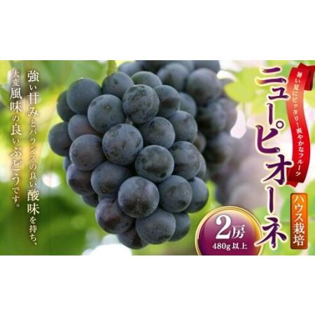 ふるさと納税 ニューピオーネ 2房 ( 1房 480g以上 ) ハウス栽培 ニューピオーネ 果物 くだもの 果実 フルーツ 葡萄 ぶどう ブドウ 果汁 [ 202.. 岡山県美咲町