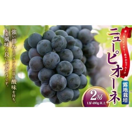 ふるさと納税 ニューピオーネ 2房 ( 1房 480g以上 ) 露地栽培 ニューピオーネ 果物 くだもの 果実 フルーツ 葡萄 ぶどう ブドウ [ 2026年9月.. 岡山県美咲町