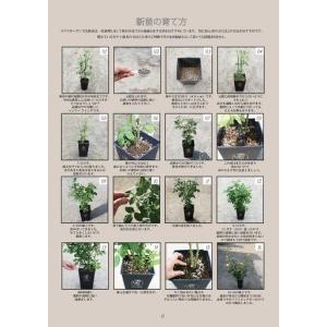 ふるさと納税 【2027年2月以降発送】バラ苗鉢植え「プリ PJ ルドゥーテ」 [h190] 山梨県北杜市_3