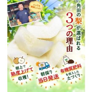ふるさと納税 【2026年先行予約／訳あり】【馬場果樹園】品種おまかせ 旬の和梨 約5kg 8月中旬〜順次発送 宮城県角田市_1