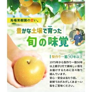 ふるさと納税 【2026年先行予約／訳あり】【馬場果樹園】品種おまかせ 旬の和梨 約5kg 8月中旬〜順次発送 宮城県角田市_2