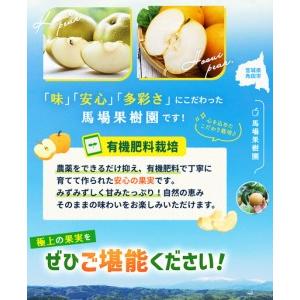 ふるさと納税 【2026年先行予約／訳あり】【馬場果樹園】品種おまかせ 旬の和梨 約5kg 8月中旬〜順次発送 宮城県角田市_3
