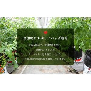 ふるさと納税 【2026年10月〜順次出荷】定期便 3回 ミニトマト3kg　アマメイド糖度8度以上　高リピート率野菜 大阪府岸和田市_4