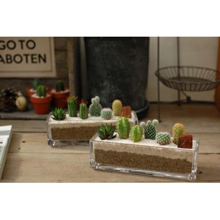 正規店仕入れの ふるさと納税 サボテン寄せ植え ガラスレクト 愛知県春日井市 ふるさと納税サイト ふるなび 通販 Yahoo ショッピング 楽天1位 Blog Lonolife Com