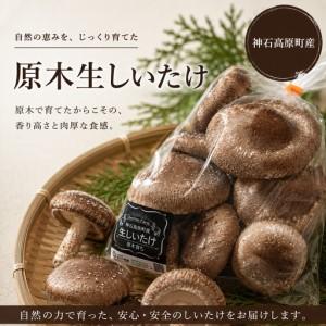 ふるさと納税 [ふるさと納税]神石高原産 原木生しいたけ 約200g 肉厚で香り豊か 原木栽培 椎茸 しいたけ 国産|中ちゃん農園 広島県 神石.. 広島県神石高原町
