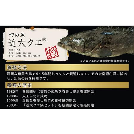ふるさと納税 近大クエ鍋セット ( 500g ）こだわりだしぽん酢付き【2025年11月中旬〜12月中旬発送】 和歌山県白浜町