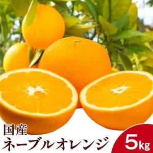 ふるさと納税 国産ネーブルオレンジ 5kg エイワ商店 オレンジ 和歌山県日高川町