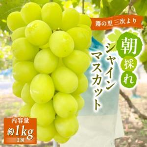 ふるさと納税 シャインマスカット 家庭用 約1kg [APDJ001] シャインマスカット 広島県三次市