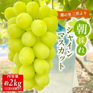 ふるさと納税 シャインマスカット 家庭用 約2kg(3〜4房) [APDJ002] シャインマスカット 広島県三次市