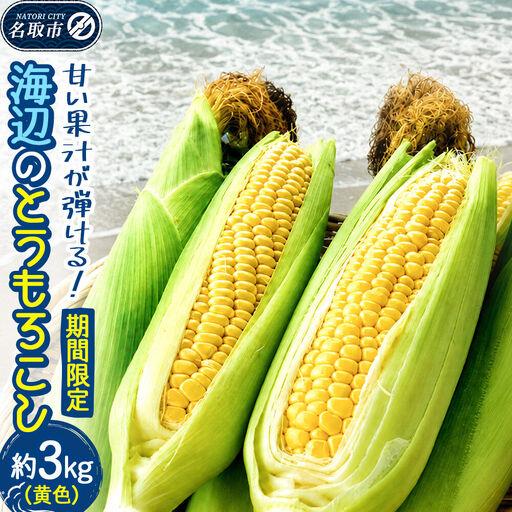 ふるさと納税 [期間限定]甘い果汁が弾ける!海辺のとうもろこし[黄色]約3kg(7〜8本程度)イエローコーン 宮城県名取市