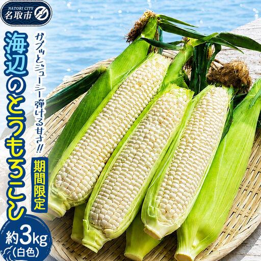 ふるさと納税 [期間限定]ガブッとジューシー弾ける甘さ!海辺のとうもろこし[白色]約3kg(7〜8本程度)ホワイトコーン 宮城県名取市