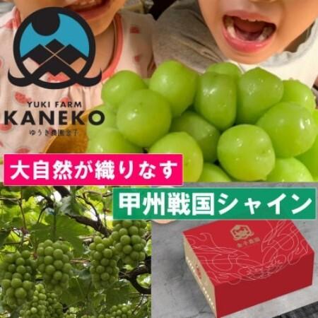 ふるさと納税 [本場山梨の旬を心ゆくまで堪能]甲州戦国シャインマスカット 約2kg 9月中旬発送予定[配送不可地域:離島][1748242] 山梨県山梨市