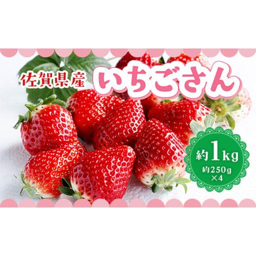 ふるさと納税 いちご 佐賀県産 いちごさん 約1kg 苺 イチゴ フルーツ 果物 デザート ※配送不可:離島 佐賀県鳥栖市
