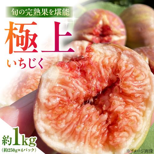 ふるさと納税 [先行予約][10個限定]いちじく 約1kg [AIET002] いちじく 朝採れ 島根県雲南市