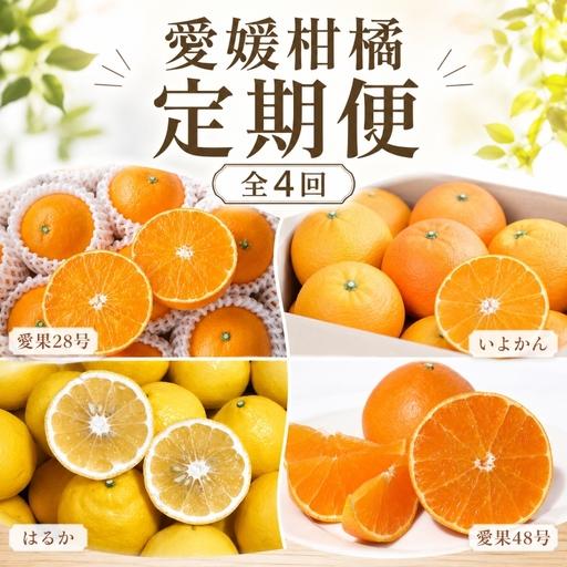 ふるさと納税 柑橘 定期便 [全4回] 愛媛柑橘定期便 [2026年11月下旬頃順次発送] | あいか いよかん はるか みかん 紅まどんな と同品種 紅プ.. 愛媛県松山市