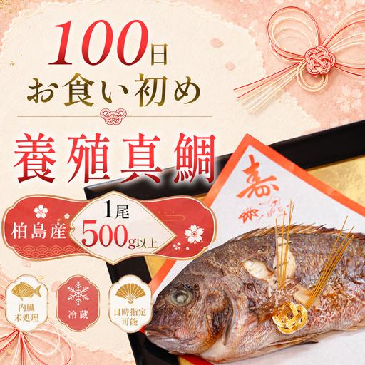 ふるさと納税 お食い初め 真鯛 1尾 500g以上 尾頭付き 鯛 のみ 1匹 真空パック 祝い鯛 百日祝い 100日祝い 鯛の塩焼き お食初め 自宅 お食い初め.. 高知県大月町