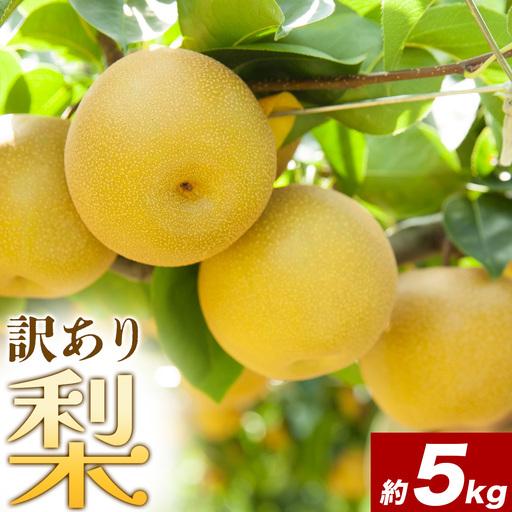 ふるさと納税 [先行予約]梨 訳あり梨 約5kg 株式会社Foody's[2026年8月下旬-10月下旬頃出荷]なし 和梨 フルーツ 果物 ご家庭用 不揃い キ.. 熊本県菊池市
