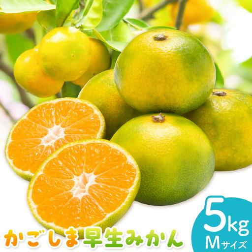 ふるさと納税 かごしま早生みかん M 5kg 田野農園[10月中旬-1月中旬頃出荷]鹿児島県 さつま町 鹿児島県さつま町