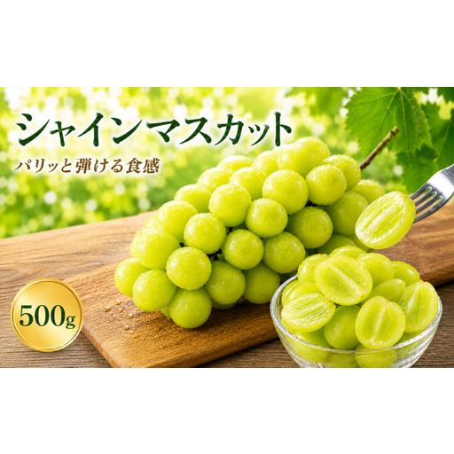 ふるさと納税 先行予約 シャインマスカット 500g [2026年8月中旬?9月下旬頃発送予定] 熊本県宇城市