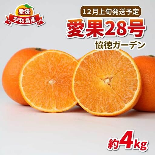 ふるさと納税 愛果28号 ( 紅まどんな と同品種) 4kg 家庭用 協徳ガーデン 紅まどんな B024-178012 愛媛県宇和島市