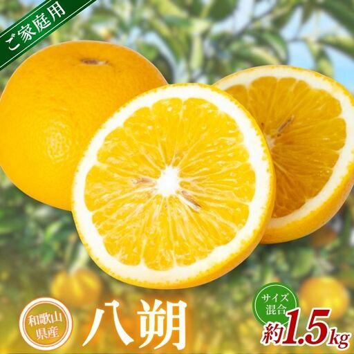 ふるさと納税 [家庭用] 森本農園の手選別 八朔 約1.5kg 和歌山県産 サイズ混合 [北海道・沖縄・離島配送不可][2027年1月中旬〜4月中.. 和歌山県かつらぎ町