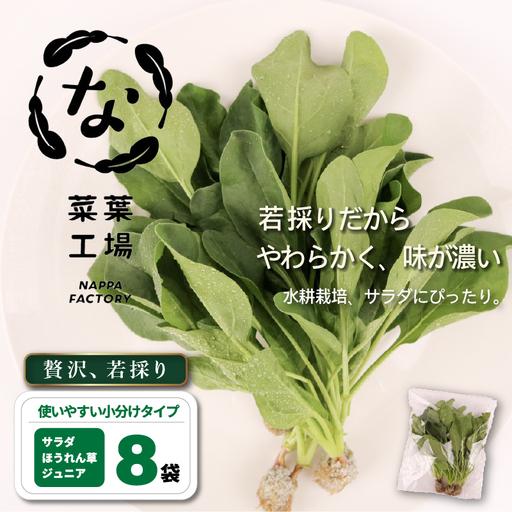 ふるさと納税 若採り サラダほうれん草 ジュニア | ほうれんそう 水耕 葉物 野菜 南国市 高知県南国市
