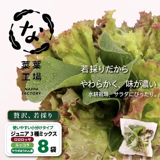 ふるさと納税 3種ミックス 若採り ルッコラ ほうれん草 みずな ジュニア | サラダ 水菜 水耕 葉物 野菜 南国市 高知県南国市