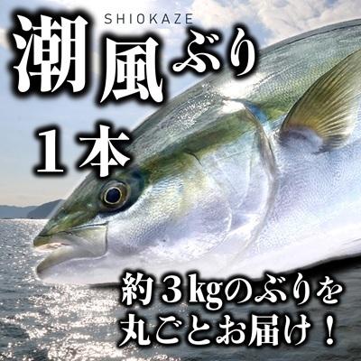 ふるさと納税 うすき産潮風ぶり・1本丸ごと(約3kg弱) 大分県臼杵市