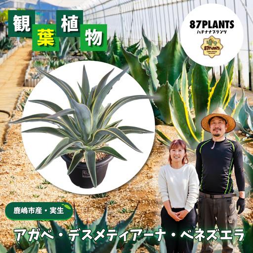 ふるさと納税 [ アガベ ] 多肉植物 デスメティアーナ ベネズエラ ガーデニング agave 数量限定 園芸 植物 アガベ 鹿嶋市 茨城県鹿嶋市