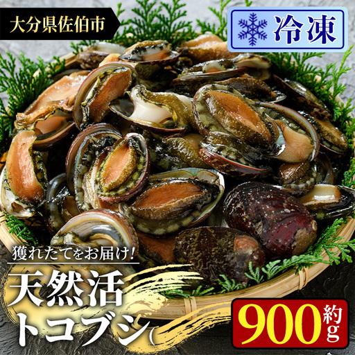 ふるさと納税 冷凍 天然活きトコブシ (約900g) 魚介 貝 トコブシ とこぶし 網焼き バター焼き バーベキュー 獲れたて 冷凍 海の直売所 大分県 佐.. 大分県佐伯市