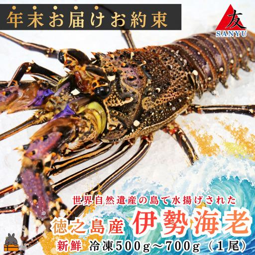 ふるさと納税 [年末お届けお約束]新鮮なまますぐ冷凍!!徳之島産冷凍伊勢海老1尾(500g~700g) ( 伊勢えび イセエビ 伊勢えび 伊勢エビ え.. 鹿児島県徳之島町