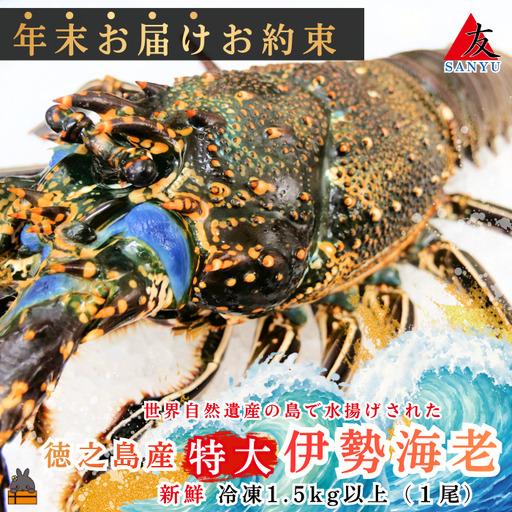 ふるさと納税 [年末お届けお約束]新鮮なまますぐ冷凍!!徳之島産冷凍“特大"伊勢海老1尾(1.5kg以上) ( 伊勢えび イセエビ 伊勢えび 伊.. 鹿児島県徳之島町
