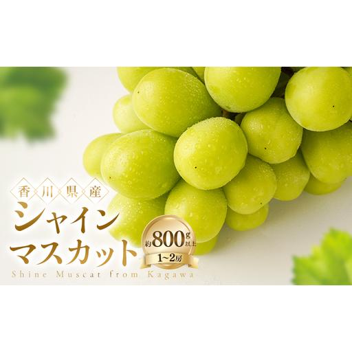 ふるさと納税 シャインマスカット 約800g以上(1〜2房) ぶどう ブドウ 葡萄 香川県産 国産 フルーツ 果物 香川県土庄町