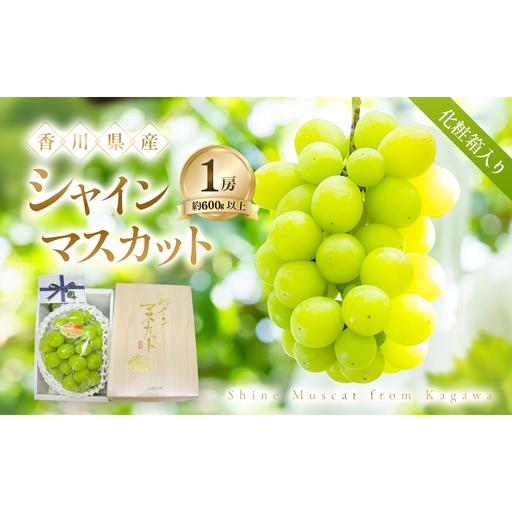 ふるさと納税 [8月31日(夏休み)までの期間限定!!] シャインマスカット 1房 化粧箱入り(約600g以上) ぶどう ブドウ 葡萄 香川県産 国産 フルー.. 香川県土庄町