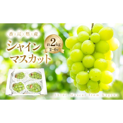 ふるさと納税 シャインマスカット 約2kg ぶどう ブドウ 葡萄 香川県産 国産 フルーツ 果物 香川県土庄町