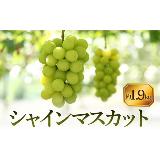 ふるさと納税 [8月31日(夏休み)までの期間限定価格!!]シャインマスカット 約1.9kg 香川県土庄町