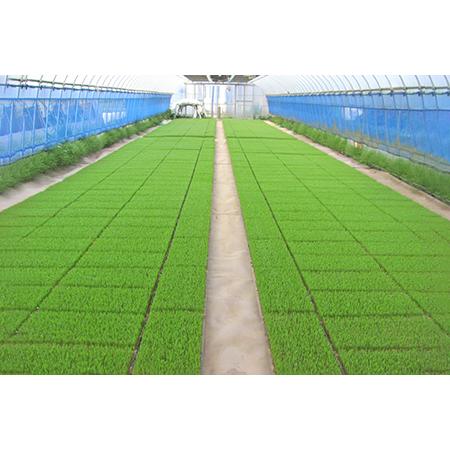 ふるさと納税 無農薬栽培 コシヒカリ 玄米 2ヶ月に1回定期便（全3回）＜計13.5kg（4.5kg×3回）＞ | 米 お米 コメ ご飯 お取り寄せ 贈り物 .. 埼玉県杉戸町の画像
