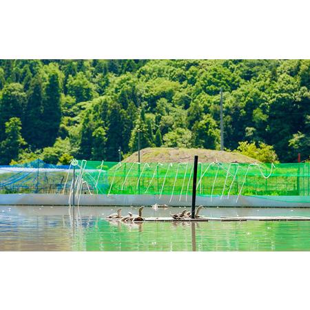 ふるさと納税 八千代すっぽん鍋セット（5〜6人前） 広島県安芸高田市｜furunavi｜05