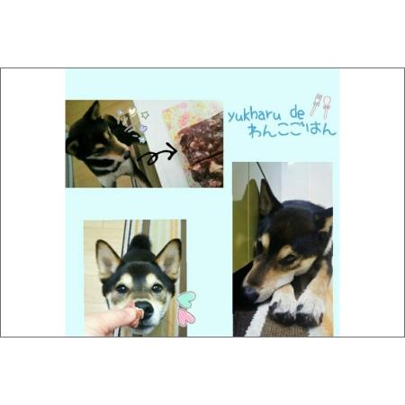 ふるさと納税 【6ヶ月定期便】エゾシカミンチ 500g×2パック ( 犬 えさ 餌 犬の餌 ペットフード 鹿 エゾシカ肉 鹿肉 健康 定期便 ミンチ )【.. 北海道北見市