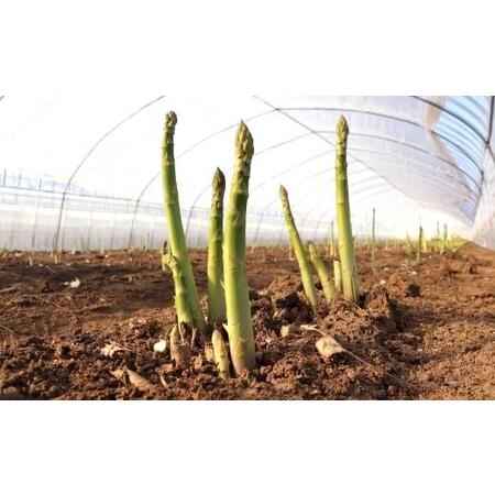 ふるさと納税 グリーンアスパラ　秀L〜M　1.5kg　バラ【AC-009】 北海道中富良野町_1