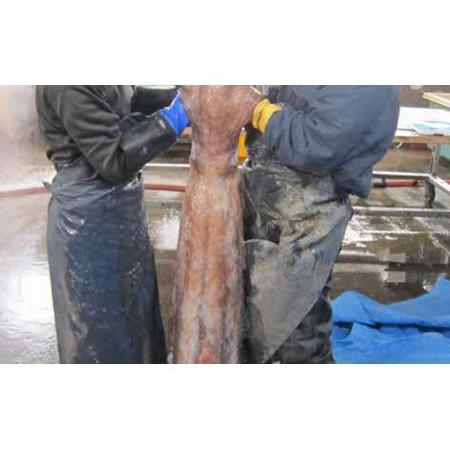 国際ブランド ふるさと納税 こんなでっかいタコみたことない ボイル足1本 北海道羅臼町 楽天市場 Www Muslimaidusa Org
