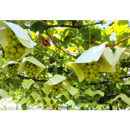 ふるさと納税 B 4 21年先行予約 パリッとジューシー甲州市産シャインマスカット1 2kg 山梨県甲州市 ふるさと納税サイト ふるなび 通販 Yahoo ショッピング