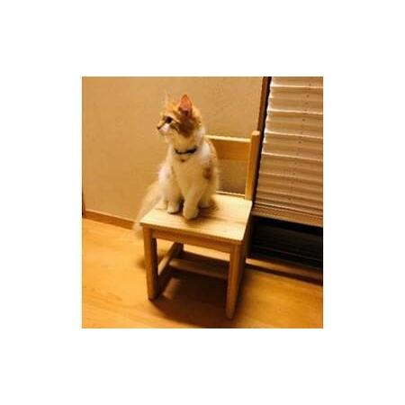 ふるさと納税 魚津スギ お子さん用居敷き（M大きさ） こどもの居敷き キッズチェアー  木製 国産 日本製 技術者 手づくり 自然的 富山県魚津市