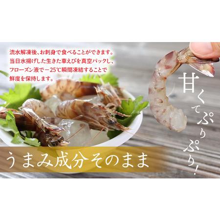 ふるさと納税  車海老【久米島漁協】活〆冷凍車海老　生食用1.5kg 車えび 海鮮 沖縄県久米島町_1